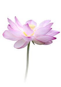 Ascended Master Fun Wey - Pink Lotus