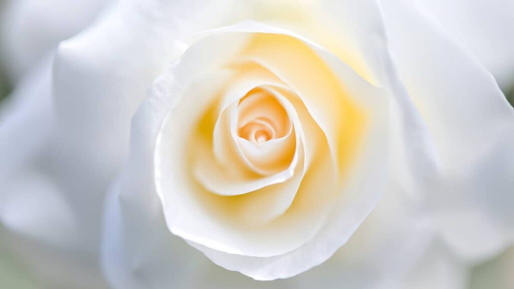 Rose of Light